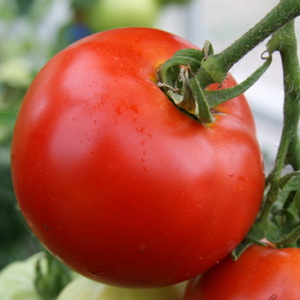 tomatoes for skin care